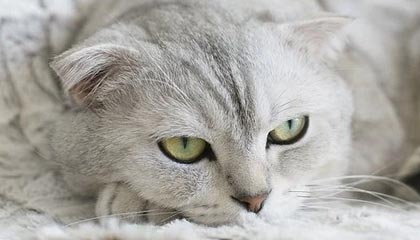 林诗栋/蒯曼3-1沙/奇塔莱 WTT总决赛小组赛2胜1负